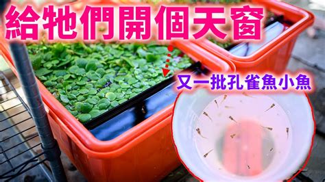 硨磲 真假 戶外缸適合養什麼魚